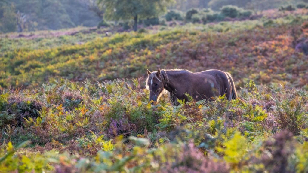 Pony in the New Forest on heath covered mountain