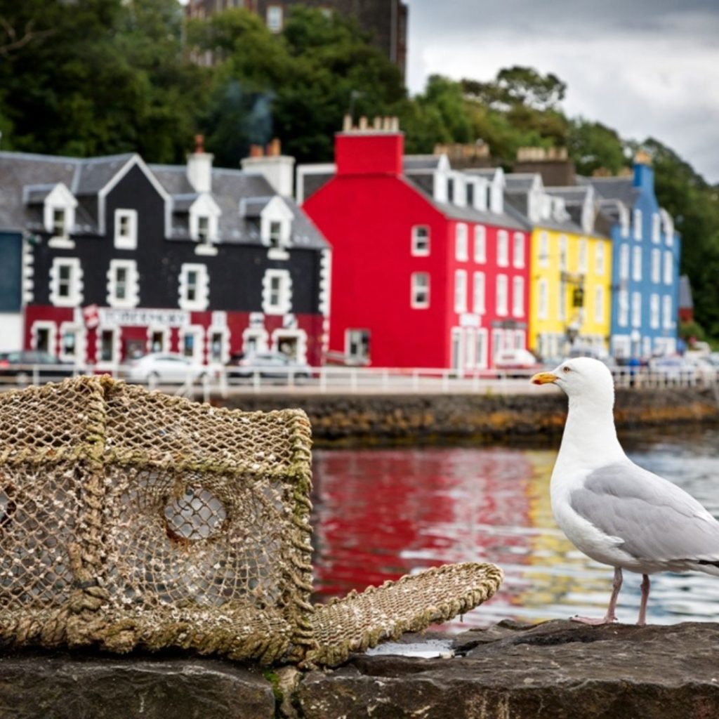 the harbour at Tobernory 2with a seagull in the foreground.